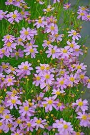 Coreopsis Rosea Flower Seeds for Planting, Heirloom, Non-GMO