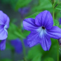 Heirloom Browallia Flower Seeds – Non-GMO Seeds for Vibrant Garden Planting