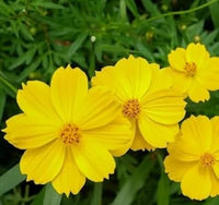 Yellow Cosmos Flower Seeds for Planting – Bright Blooms for Your Garden, Heirloom Seeds