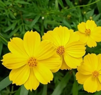 Yellow Cosmos Flower Seeds for Planting – Bright Blooms for Your Garden, Heirloom Seeds - Cosmos for planting in home garden