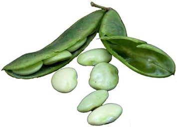 Green Lima Bean Phaseolus lunatus seeds for garden planting