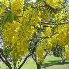 Heirloom Non-GMO Cassia Flower Seeds for Planting – Golden Blooms Pollinator Gardens - Non-GMO for planting in home garden