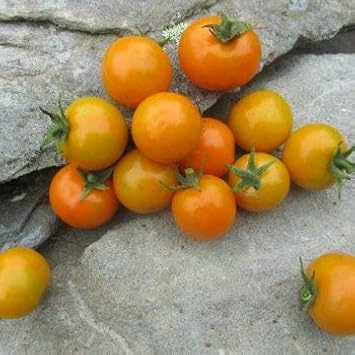 Large Tomato Seeds for Planting, Yellow, 100 pcs
