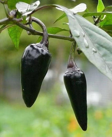 Violette Jalapeno Pepper Capsicum Annuum Vegetable Seeds for Planting in Kitchen Garden and Patio Pots