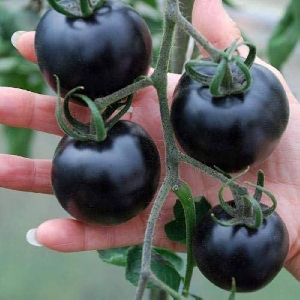 Black tomato plant grown from organic and conventional seeds with deep, dark-colored fruits and rich taste