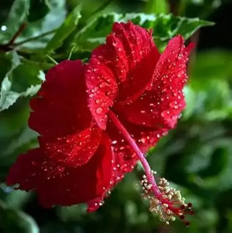 Hibiscus Flower Red Easy Grow Plant - for planting in home garden
