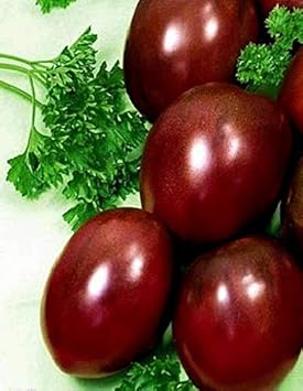 Maroon Red Tomato Solanum lycopersicum for planting in home garden