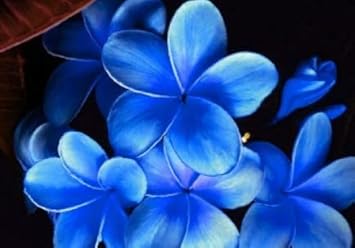 Sky Blue Frangipani Flower Seeds – Heirloom Non-GMO Plumeria Seeds for Unique Tropical Gardens