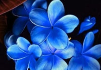 Sky Blue Frangipani Flower Seeds – Heirloom Non-GMO Plumeria Seeds for Unique Tropical Gardens