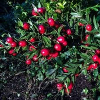 Dark Red Pomegranate Fruit Seeds for Planting – Juicy and Sweet, Juicy, Deep Red & Classic Tart-Sweet Flavor
