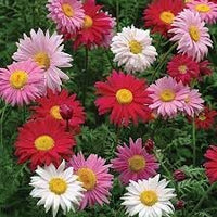 Chrysanthemum Robinson's Flower Seeds Heirloom Non GMO Planting - 100 for planting in home garden