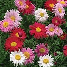 Chrysanthemum Robinson's Flower Seeds Heirloom Non GMO Planting - 100 for planting in home garden