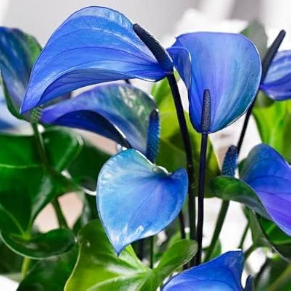 Blue Anthurium Rare Exotic Flower Seeds
