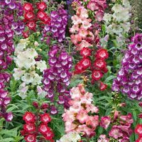 Heirloom Penstemon Flower Seeds for Garden Planting, Non-GMO, Hummingbird-Friendly Blooms