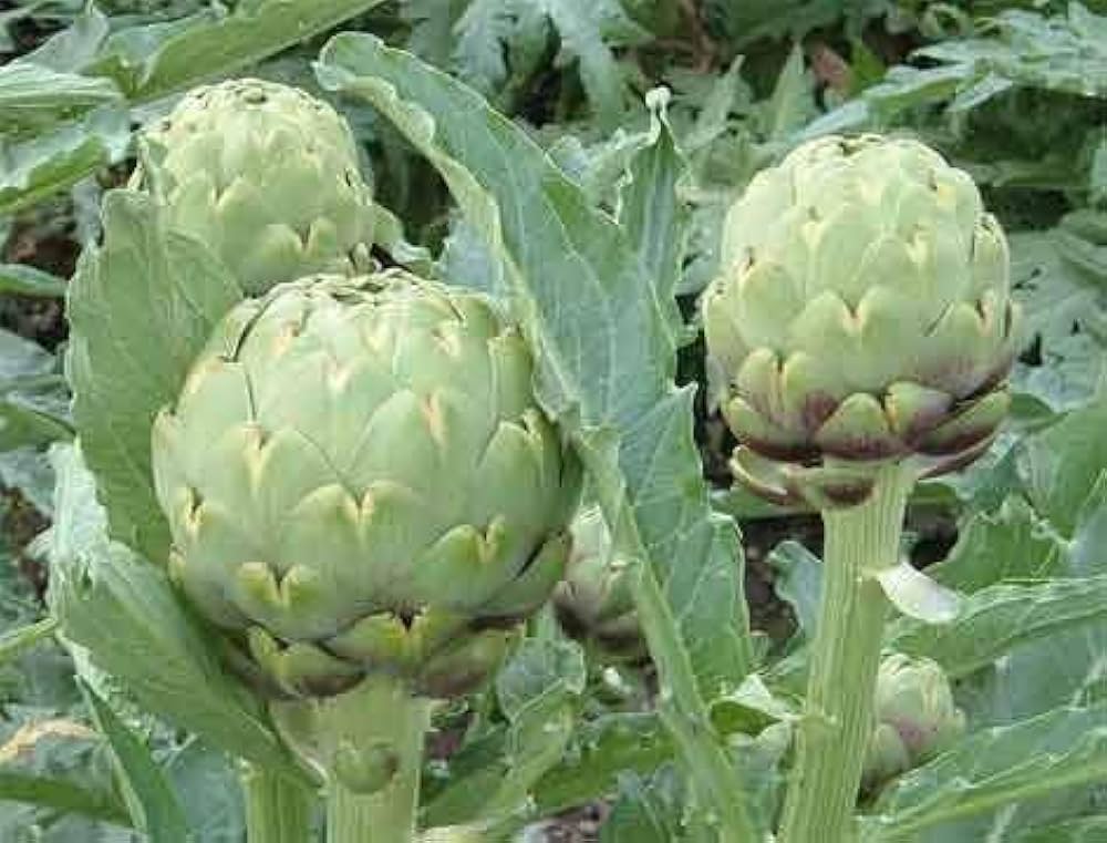 Artichoke Green Globe seeds for planting perennial vegetable garden crops