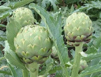 Artichoke Green Globe seeds for planting perennial vegetable garden crops