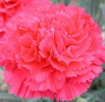 Light Pink Carnation Flower Seeds - 100 pcs