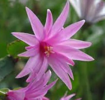 Light Pink Zygocactus Truncatus Flower Seeds for Planting - Non-GMO, Heirloom Garden Seeds