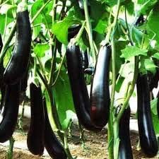 Dark purple eggplant Solanum melongena seeds for planting in home garden