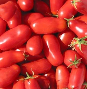 Red Tomato Vegetable Seeds for Planting - heirloom & Non GMO Seeds