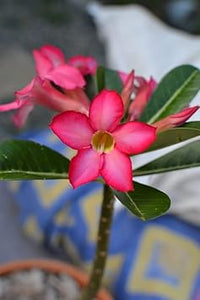 Pink Adenium Heirloom Non-GMO Seeds for Planting