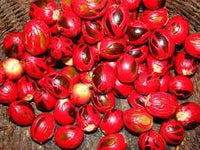 Sri Lanka Nut Fruit Seeds for Planting - Growing Hardy and Nutritious Tropical Trees, Heirloom Seeds