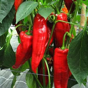 Dark Red Brazilian Chili Capsicum annuum for planting in home garden