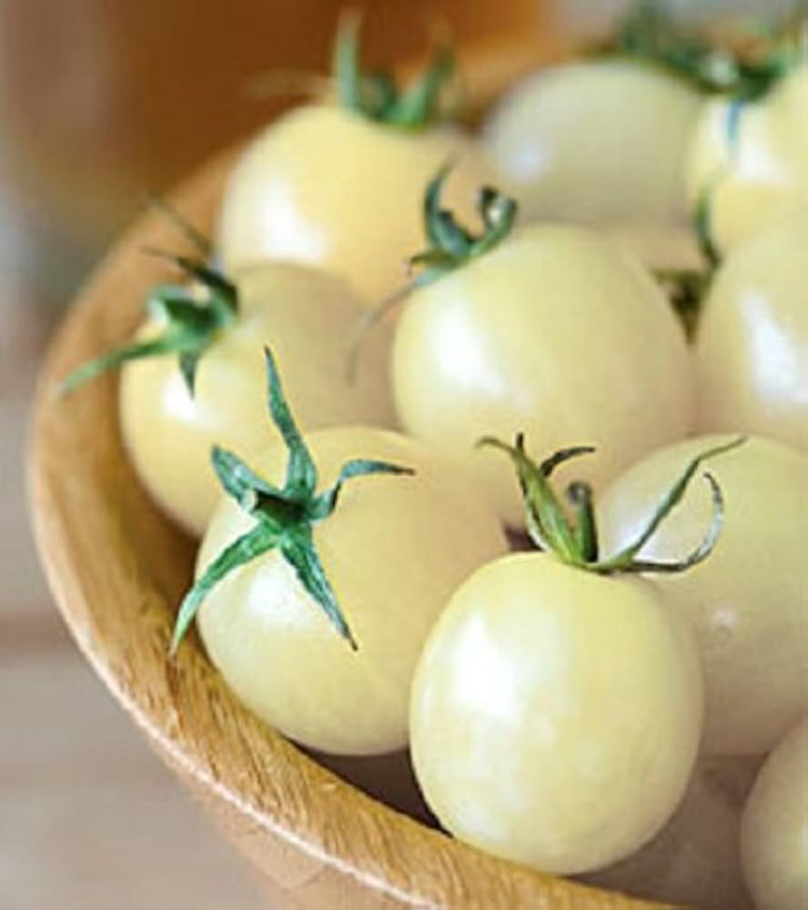 Washington (cherry tomato) for planting in garden