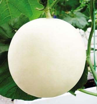 HAMI Melon Fruit Seeds White 100 pcs