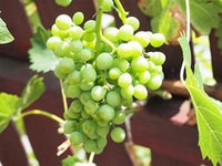 Grape Vitis vinifera seeds for vineyard garden