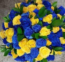 Osiria Rose Flower Seeds for Planting, Heirloom, Non-GMO, 100