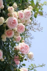 Pale Pink Climbing Rose Plant Seeds for Planting Non-GMO Heirloom Garden Seeds for Home and Outdoor Growing