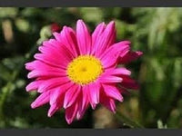 Heirloom Non-GMO Pink Pyrethrum Flower Seeds – Natural Pest-Repellent Blooms for Garden Plantin