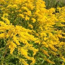 Solidago Canadensis Flower Seeds – Heirloom Non-GMO Seeds for Pollinator-Friendly Garden Planting