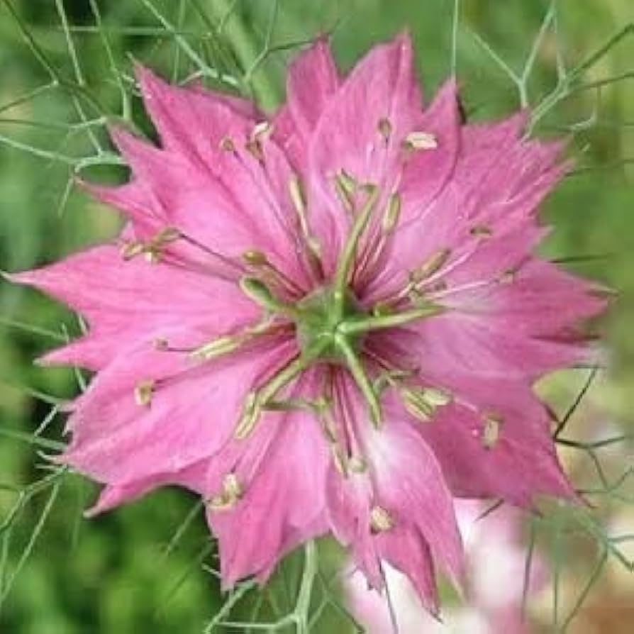 Heirloom Non-GMO Nigella Damascena Flower Seeds for Planting – Love-in-a-Mist Cottage Garden Blooms