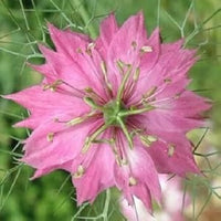Heirloom Non-GMO Nigella Damascena Flower Seeds for Planting – Love-in-a-Mist Cottage Garden Blooms