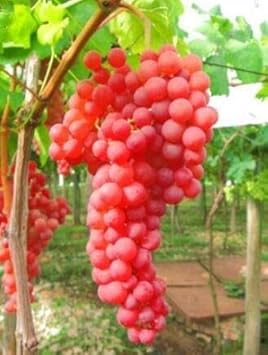 Grape Fruit Seed for Planting - Red Color Variety, Ideal for Home Garden, GMO free