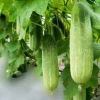 Gateway – Cucumber Seed