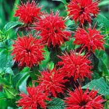 Organic Heirloom Non-GMO Monarda Seeds for Planting – Fresh Vibrant Garden Blooms
