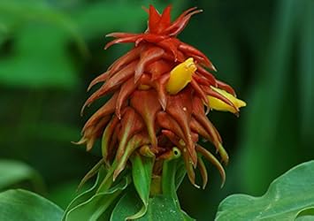Red Costus Lima Phaseolus lunatus seeds for garden planting