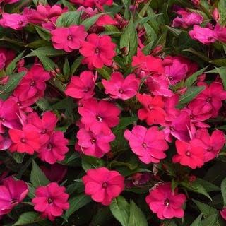 Heirloom Non-GMO Red Myosotis Sylvatica Flower Seeds for Cottage Garden Planting