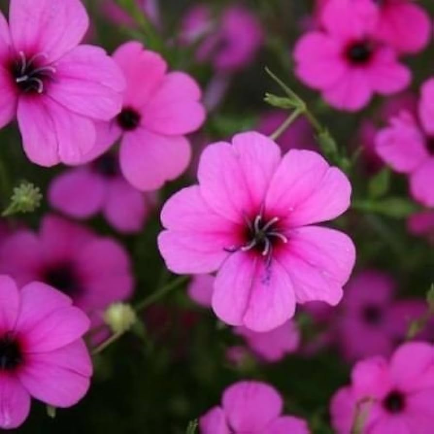 Rose Engel flower seeds producing elegant blooms with layered petals in soft pink shades, resembling miniature roses