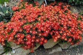 Heirloom Delosperma Carmine Flower Seeds, Non-GMO Bright Ice Plant Blooms for Rock Garden Planting for planting in home garden