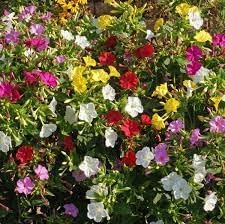 Heirloom Non-GMO Mirabilis Jalapa Flower Seeds for Planting – Four O'Clock Seeds - Non-GMO for planting in home garden