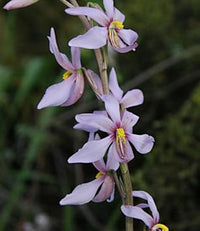 Heirloom Non-GMO Cyanella Flower Seeds for Graceful Garden Displays and Seasonal Planting for planting in home garden