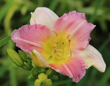 Heirloom Non-GMO Pink White Hemerocallis Flower Seeds for Planting – Vibrant Perennial Blooms