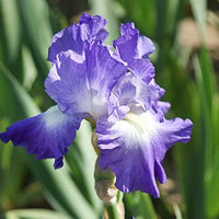 City Lights Reblooming Bearded Iris Seeds