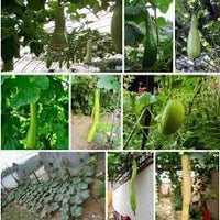 Dicotyledons Melon Fruit Seeds for Planting - Growing Unique Melon Varieties,Heirloom & Non-GMO Seeds