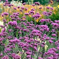 Verbena Bonariensis Flower Seeds for Planting 100 -Hierloom Flower Seeds