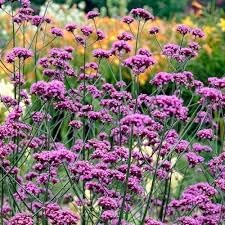 Verbena Bonariensis Flower Seeds for Planting 100 -Hierloom Flower Seeds